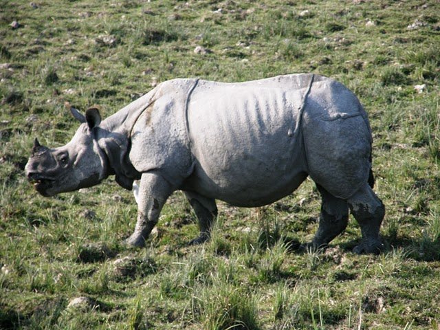 One Good Snap of a Rhino.JPG