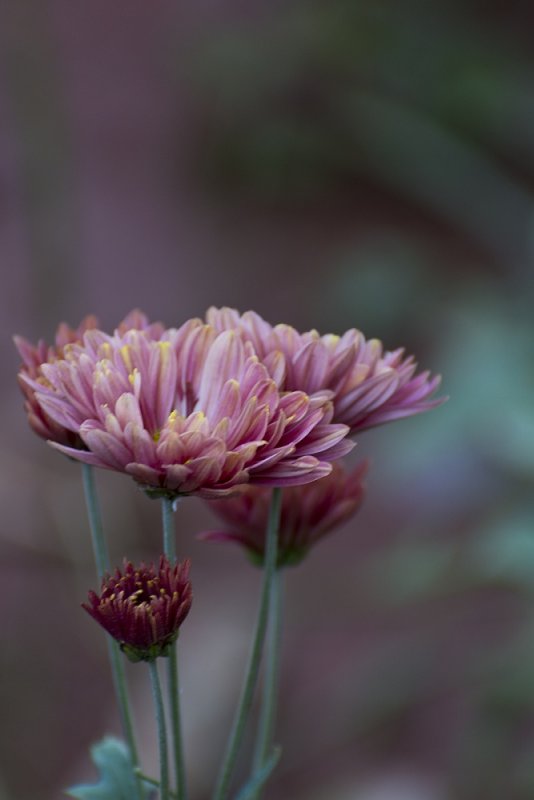 flower kollihills 02.jpg