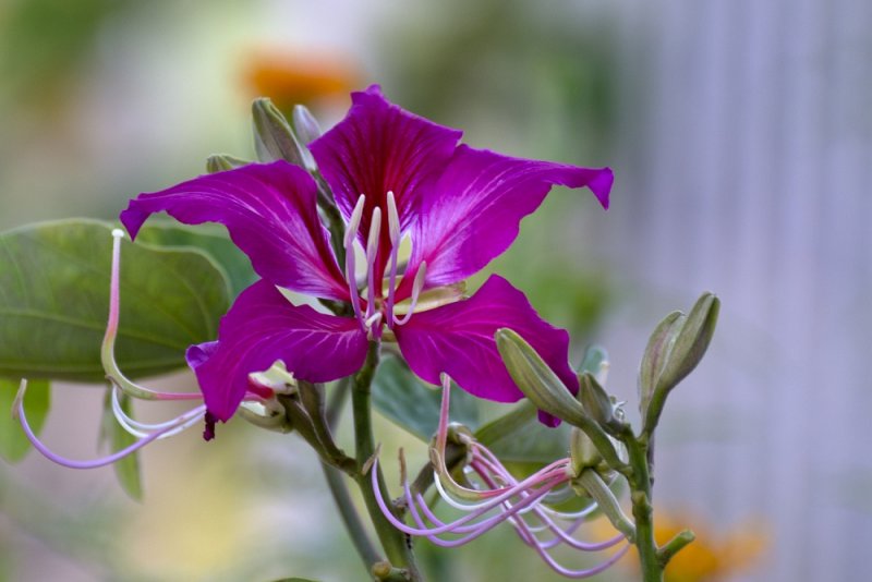 flower kollihills 12.jpg