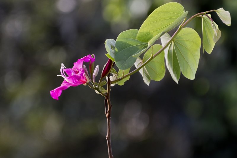 flower kollihills 15.jpg