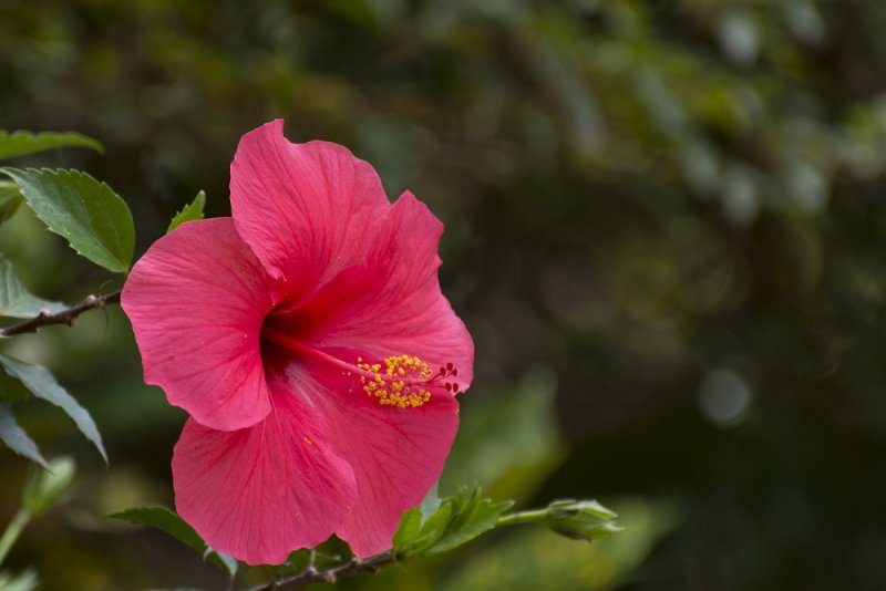 flower kollihills 19.jpg