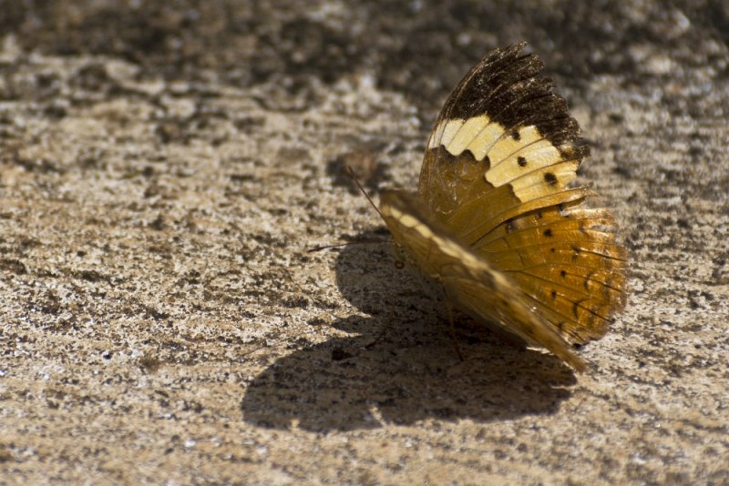 butterfly kollihills 04.jpg