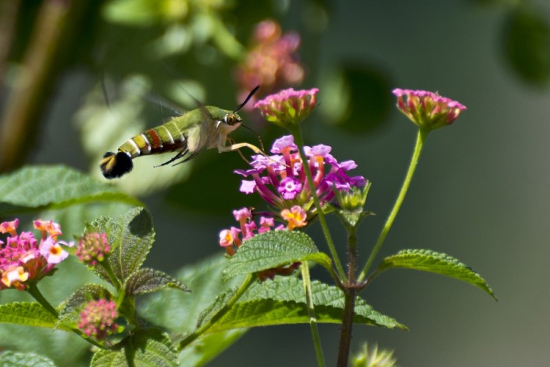 hummingbird moth kollihills 01.jpg