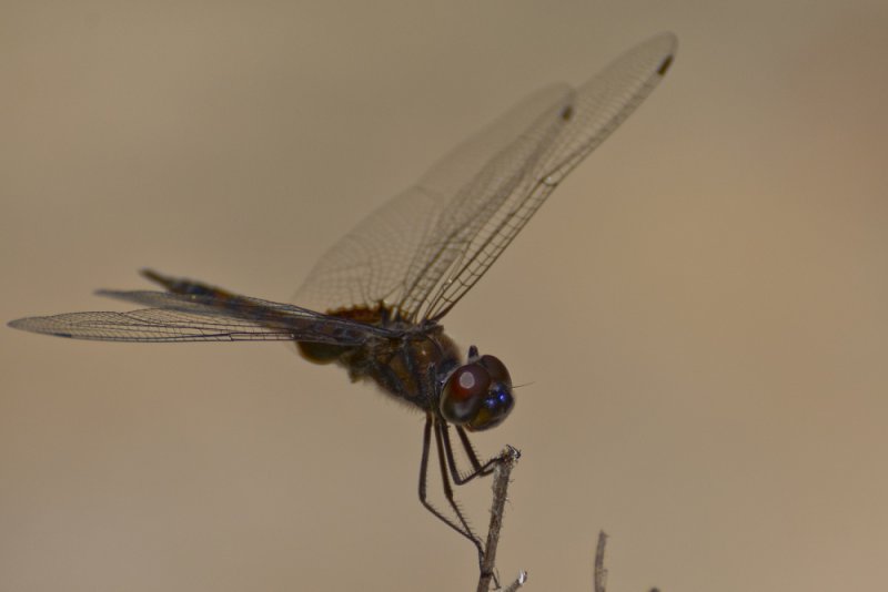 dragonfly kollihills 04.jpg