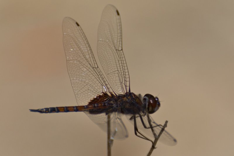 dragonfly kollihills 22.jpg