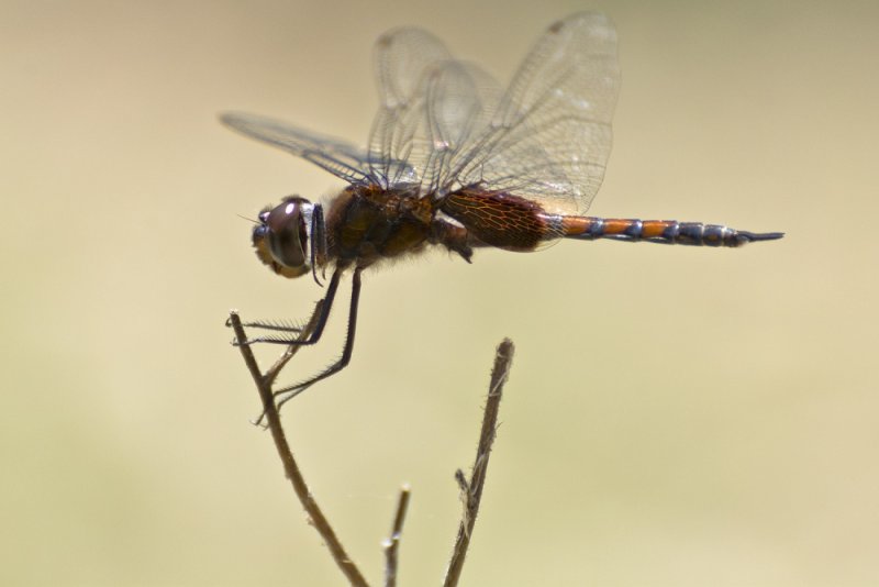 dragonfly kollihills 24.jpg