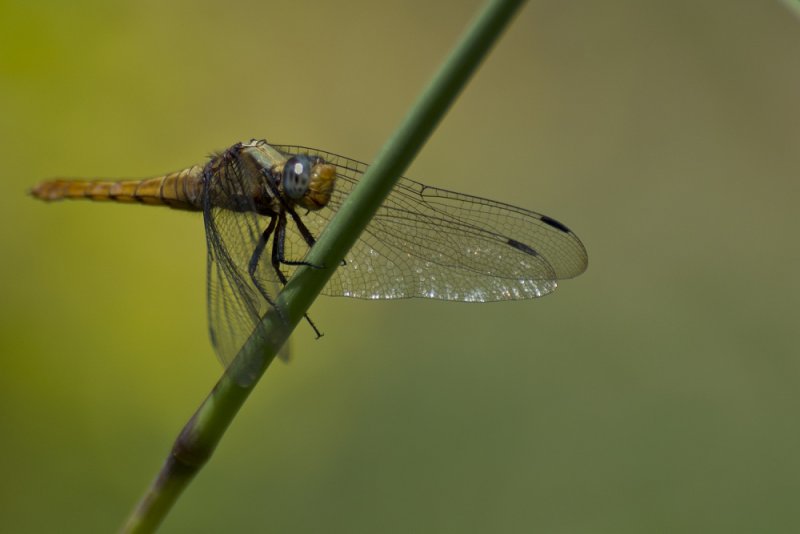 dragonfly kollihills 25.jpg