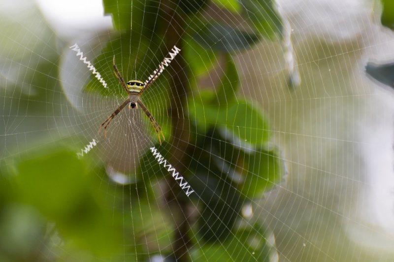 Spider St Andrews Cross 02.jpg