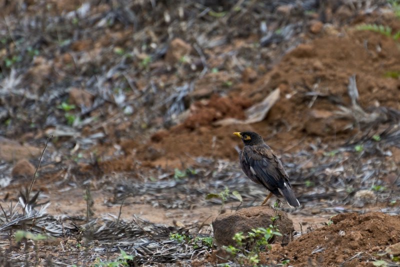 common myna kollihills 03.jpg