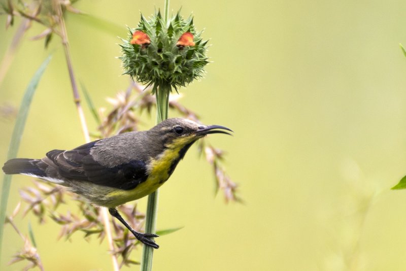 purple sunbird anjetty 02.jpg