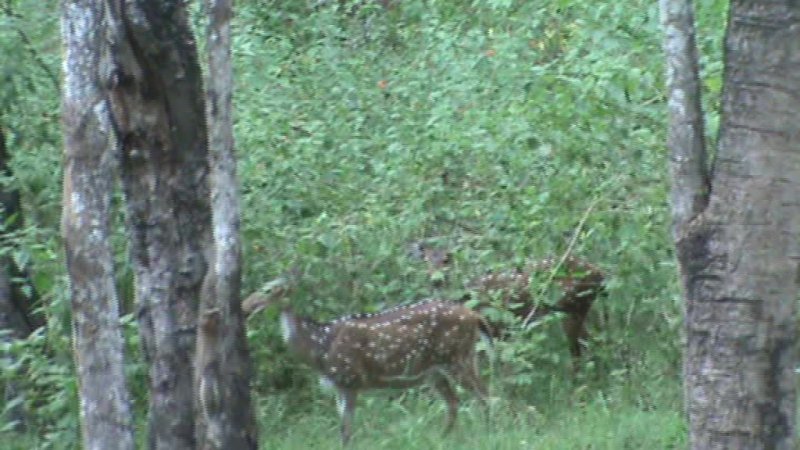 deers at moyar.jpg