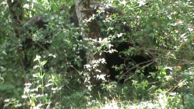 guar inside thick moyar forest.jpg