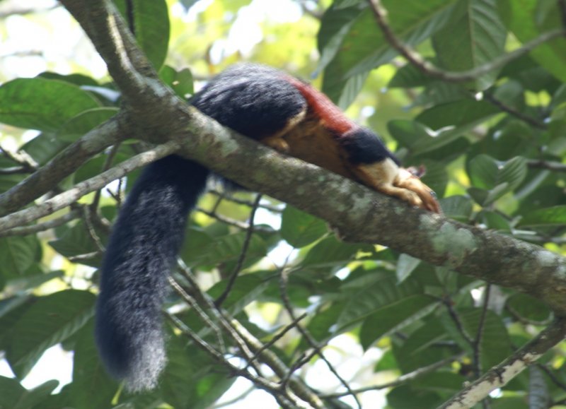 Malabar Squirrel 2.jpg