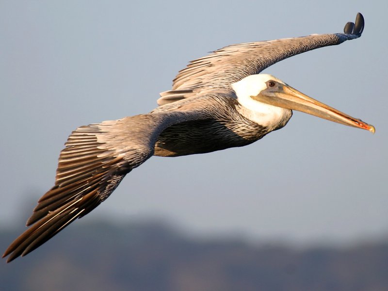 FlyingBrownPelican.jpg