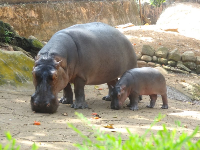 Hippos in Trivandrum Zoo.JPG