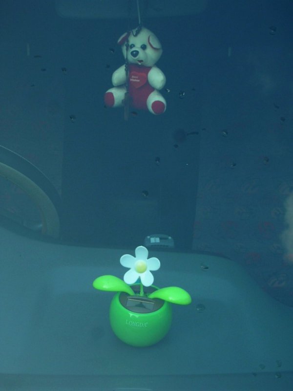 My teddy and plant.jpg