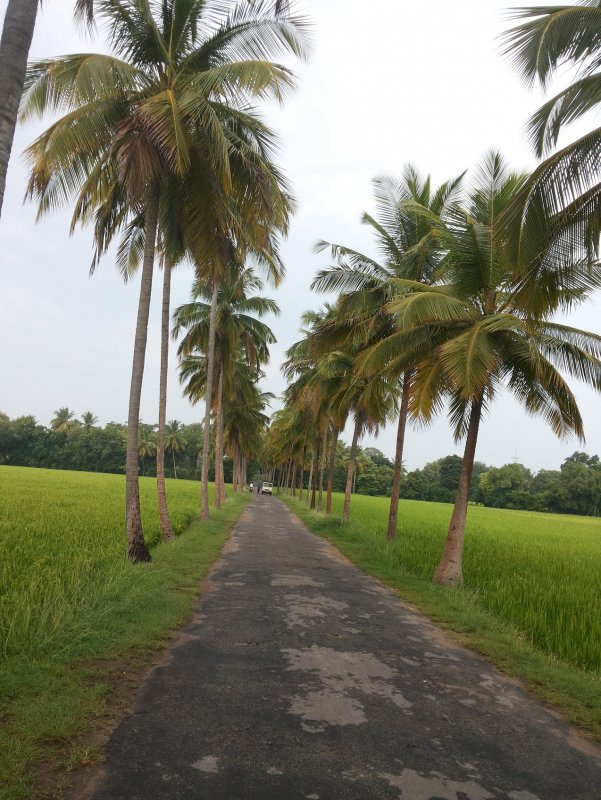 Road to kaveri river.jpg