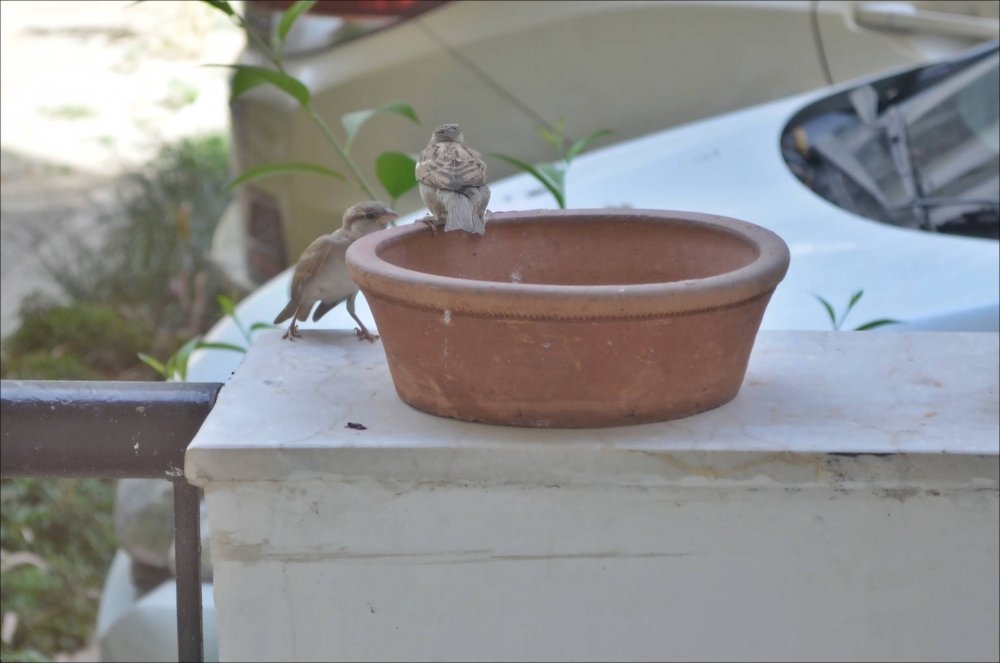 House-Sparrow.JPG