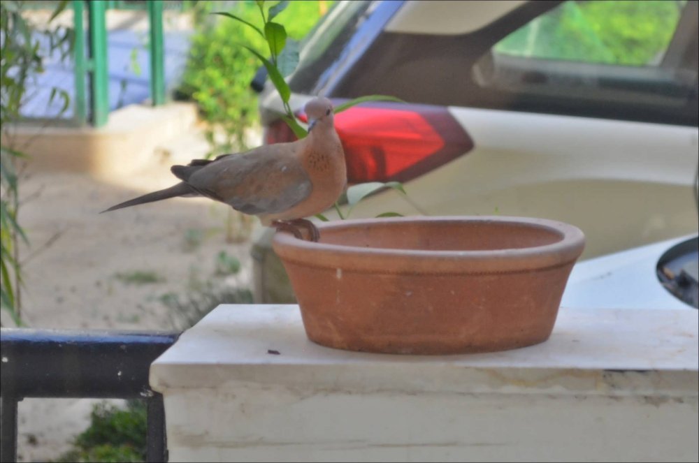 Laughing-Dove.JPG