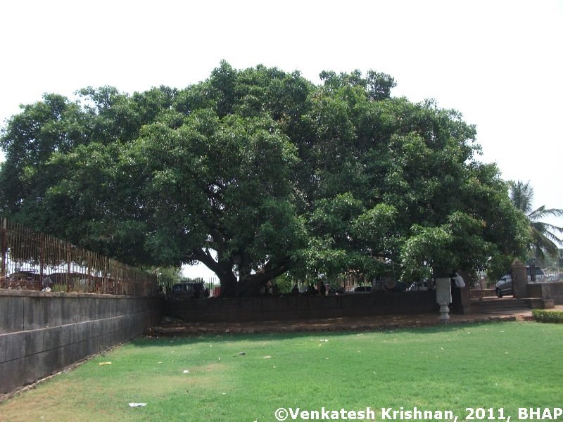 93 A massive tree - Aihole Bus stop.JPG