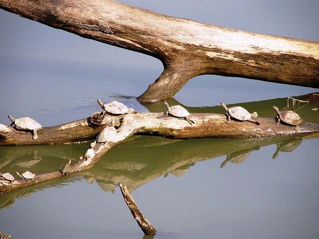 Turtles at Kazironga sunning themselves.JPG