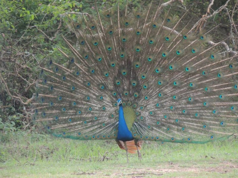 Peacock Dance.jpg