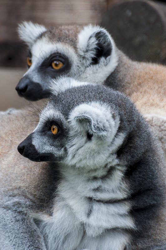 Brown lemur.jpg