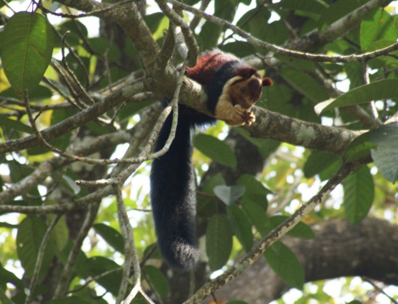 Malabar Squirrel.jpg