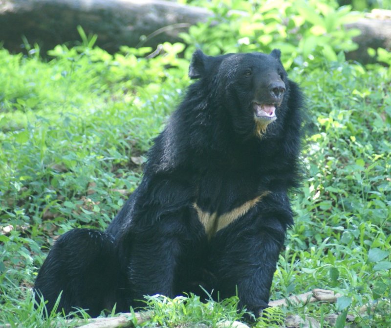 Trivandrum Zoo.jpg