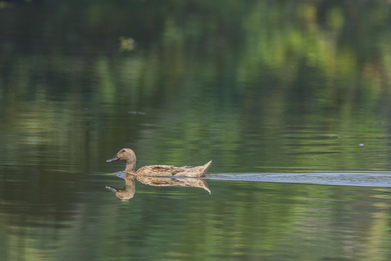 DSC_7105.jpg