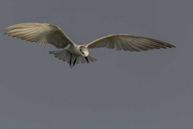 DSC_7976.jpg
