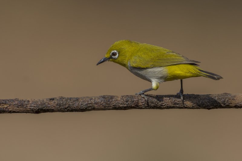 DSC_9471.jpg