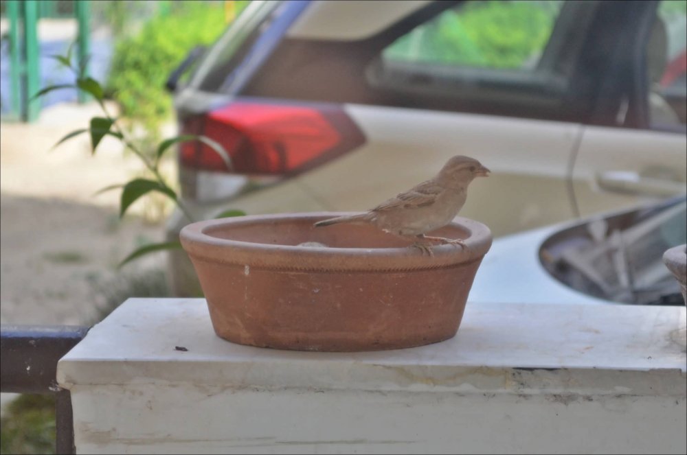 House-Sparrow-Chick.JPG