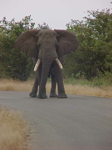 Elephant in road Letaba 2.jpg