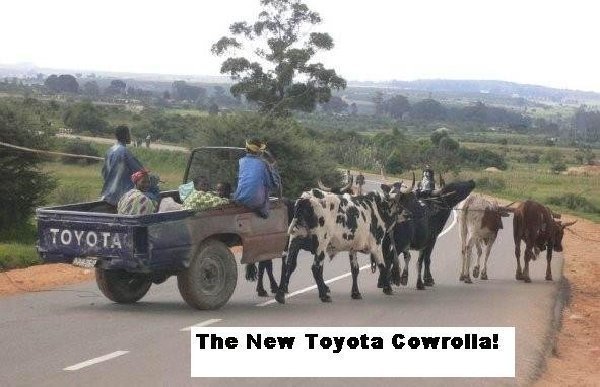 cowrolla.jpg