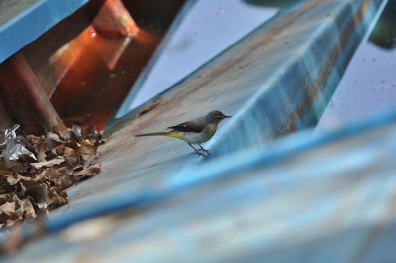 DSC_0204.jpg