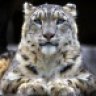 snowleopard